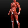 Action Figures>Human Muscle Model (Red) 1/12 Scale Action Figure