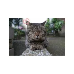Calendars>Japan Society For The Prevention Of Cruelty To Animals 2018 Calendar