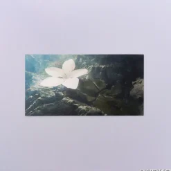 Postcards><noscript><img width=