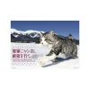 Tabi-Neko Nyankichi Zekkei o Iku 2018 Calendar Sale